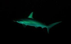 Hammerhead in Rasdhoo Atoll, Divesite Madivaru. Nikon D80 by Andy Kutsch 
